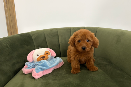 Mini Goldendoodle Pup Being Cute