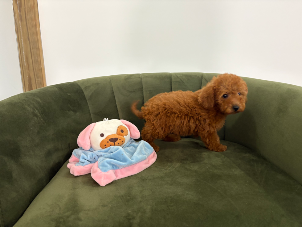 Cute Mini Goldendoodle Poodle Mix Pup