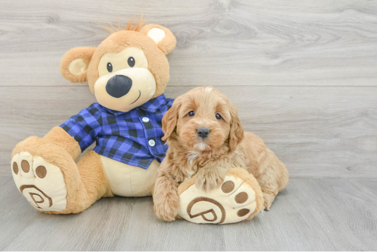 Hypoallergenic Mini Goldiepoo Poodle Mix Puppy