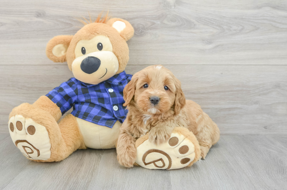 6 week old Mini Goldendoodle Puppy For Sale - Pilesgrove Pups