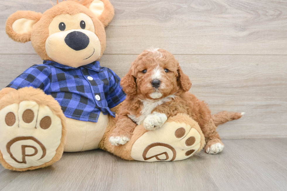 Mini Goldendoodle Pup Being Cute