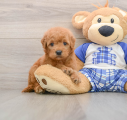 7 week old Mini Goldendoodle Puppy For Sale - Pilesgrove Pups