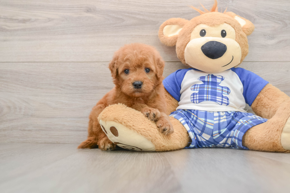 Hypoallergenic Mini Goldiepoo Poodle Mix Puppy