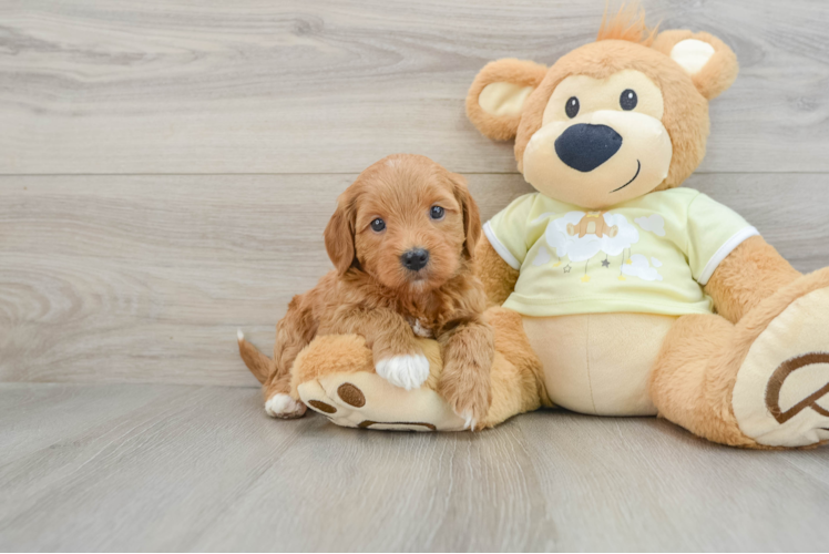 Sweet Mini Goldendoodle Baby