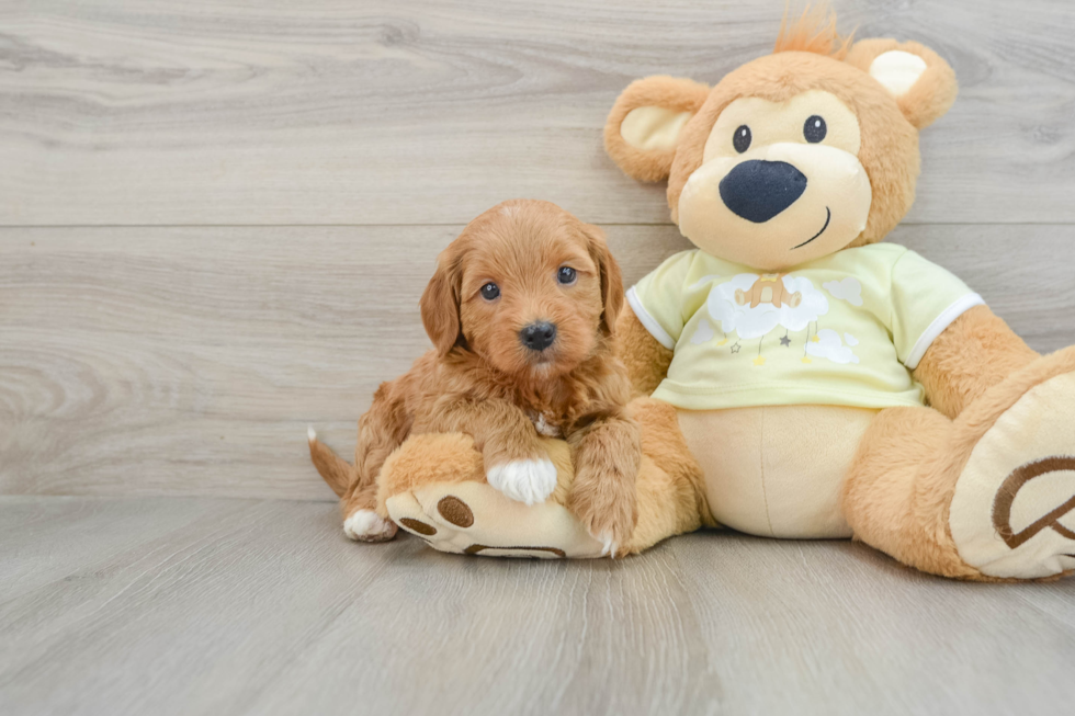 Sweet Mini Goldendoodle Baby