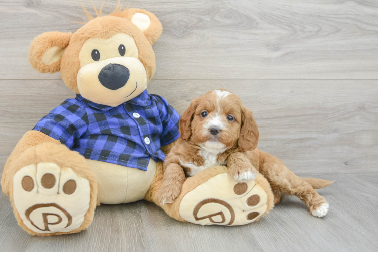 Best Mini Goldendoodle Baby