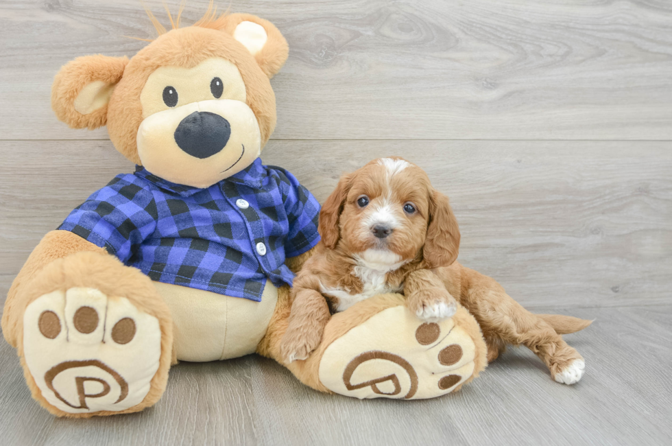 6 week old Mini Goldendoodle Puppy For Sale - Pilesgrove Pups