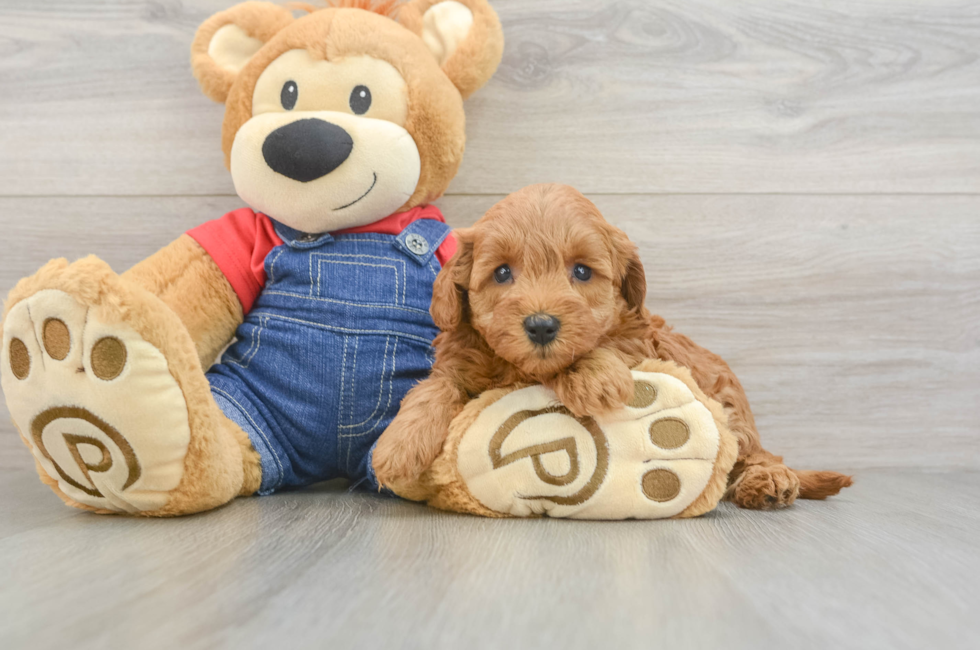 6 week old Mini Goldendoodle Puppy For Sale - Pilesgrove Pups