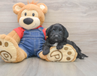 7 week old Mini Goldendoodle Puppy For Sale - Pilesgrove Pups