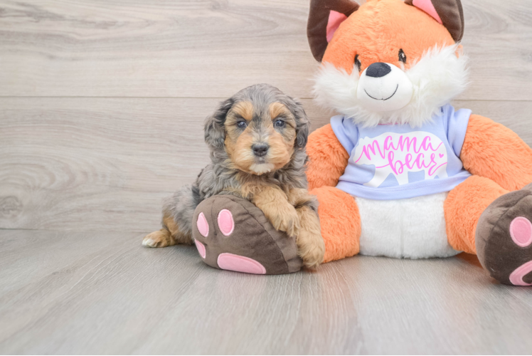 Energetic Golden Doodle Poodle Mix Puppy