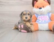 6 week old Mini Goldendoodle Puppy For Sale - Pilesgrove Pups