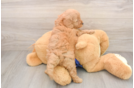 Mini Goldendoodle Pup Being Cute