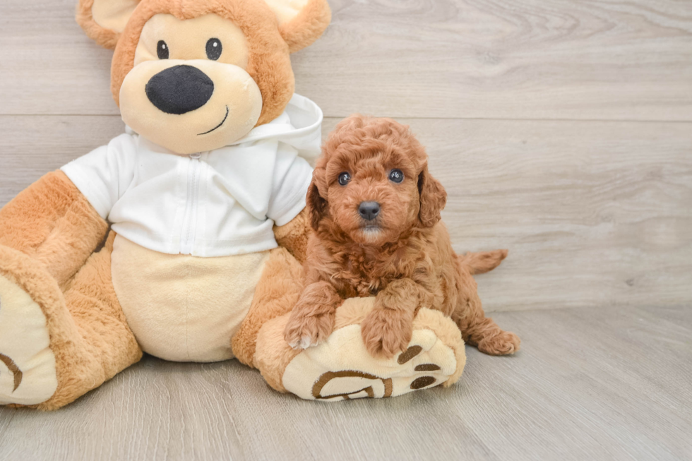 Petite Mini Goldendoodle Poodle Mix Pup