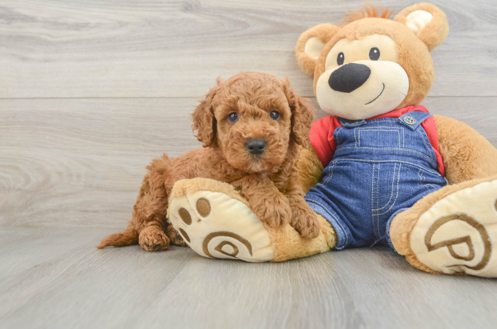 6 week old Mini Goldendoodle Puppy For Sale - Pilesgrove Pups