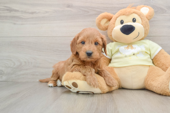 Fluffy Mini Goldendoodle Poodle Mix Pup
