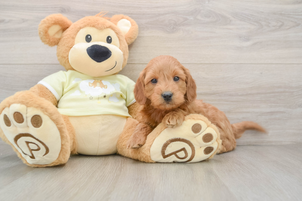 Funny Mini Goldendoodle Poodle Mix Pup