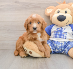 7 week old Mini Goldendoodle Puppy For Sale - Pilesgrove Pups