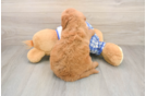 Sweet Mini Goldendoodle Baby