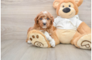 Best Mini Goldendoodle Baby
