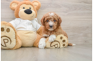 Mini Goldendoodle Pup Being Cute