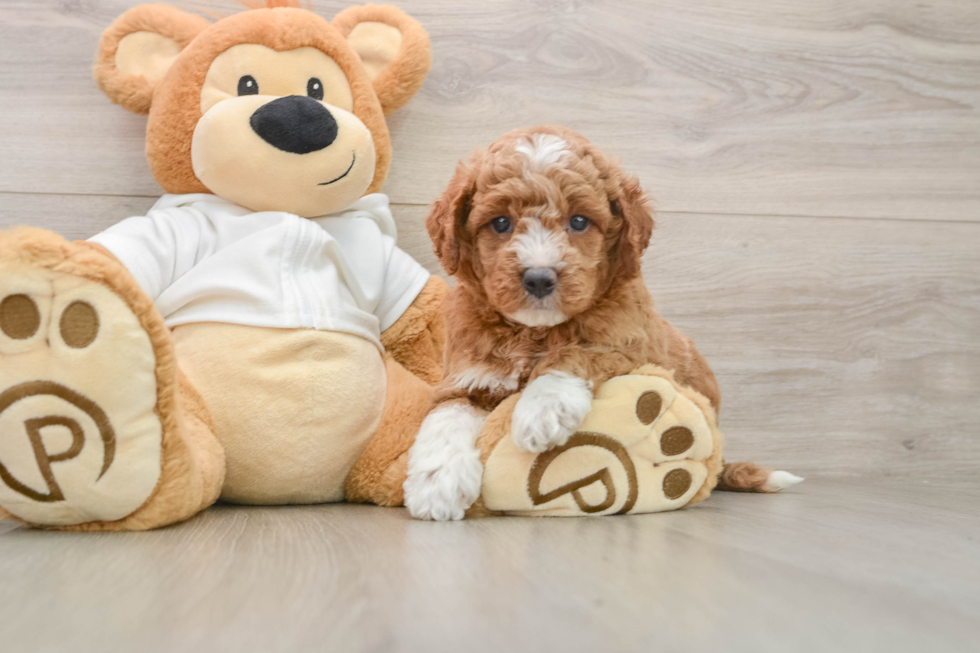 Mini Goldendoodle Pup Being Cute