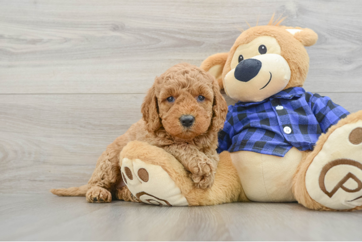 Small Mini Goldendoodle Baby