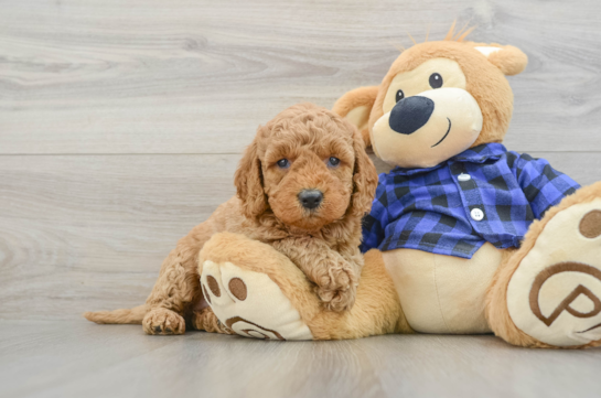 Small Mini Goldendoodle Baby