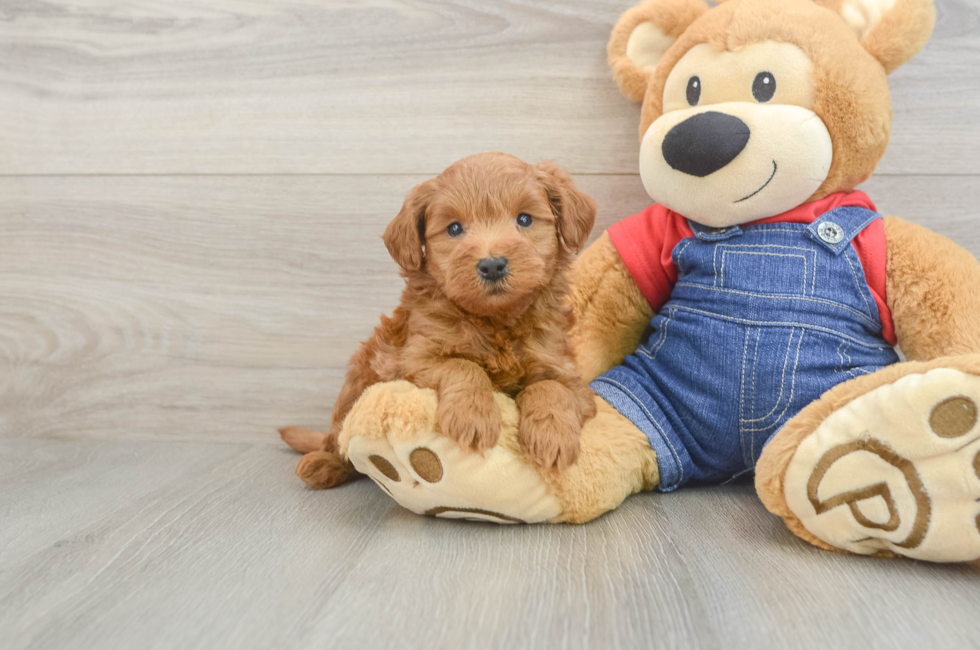 6 week old Mini Goldendoodle Puppy For Sale - Pilesgrove Pups