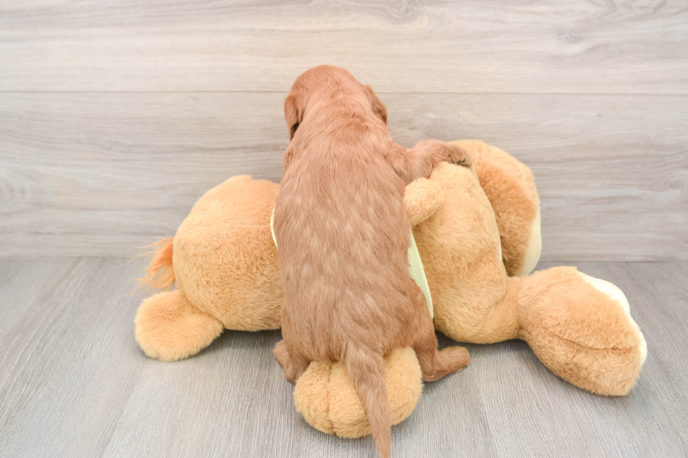 Petite Mini Goldendoodle Poodle Mix Pup