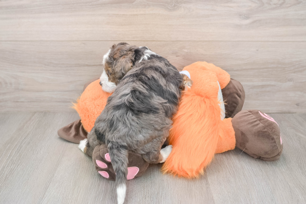 Mini Goldendoodle Puppy for Adoption