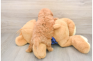 Funny Mini Goldendoodle Poodle Mix Pup