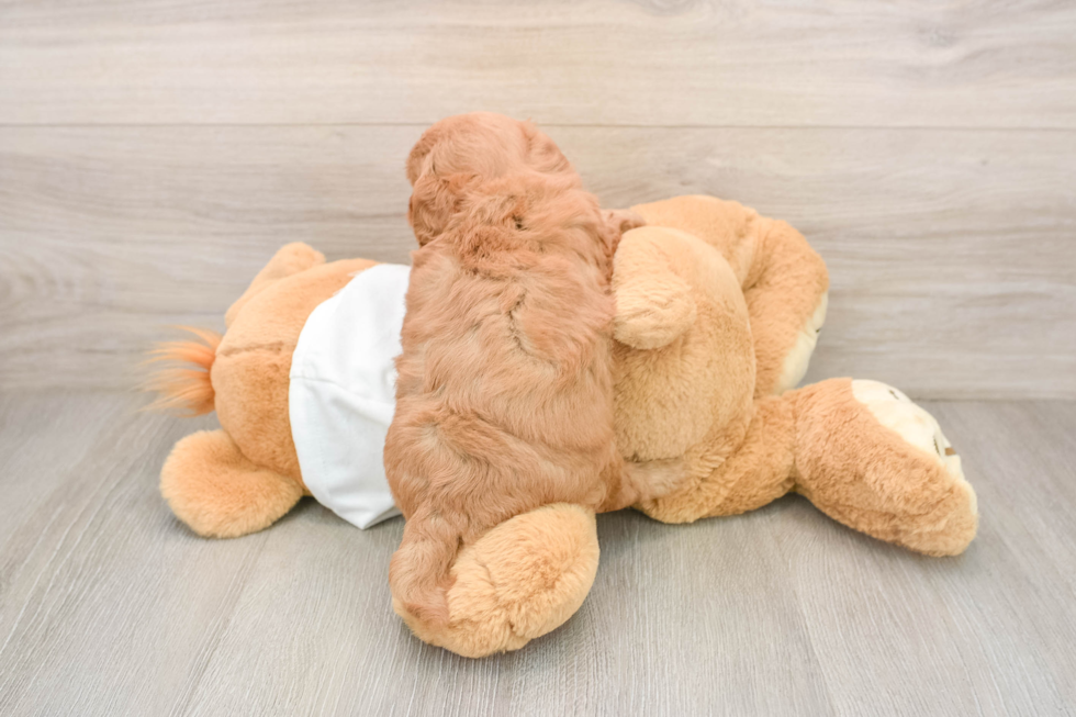 Hypoallergenic Mini Goldiepoo Poodle Mix Puppy
