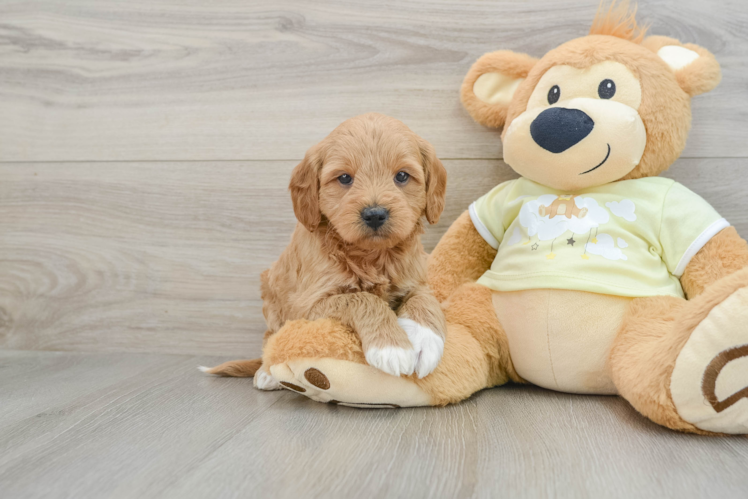 Best Mini Goldendoodle Baby