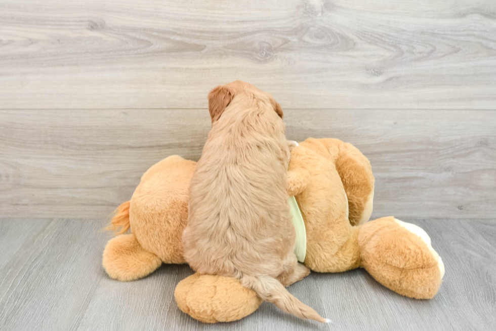 Sweet Mini Goldendoodle Baby