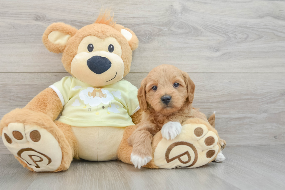 Little Mini Goldenpoo Poodle Mix Puppy