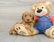 8 week old Mini Goldendoodle Puppy For Sale - Pilesgrove Pups