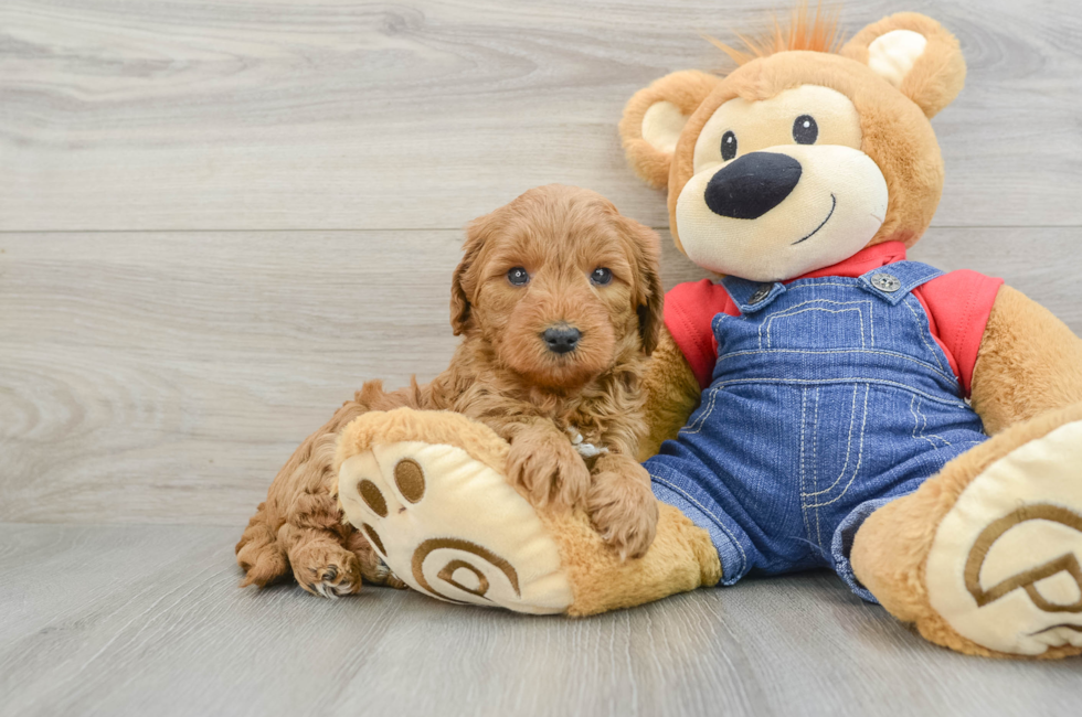 7 week old Mini Goldendoodle Puppy For Sale - Pilesgrove Pups