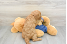 Funny Mini Goldendoodle Poodle Mix Pup