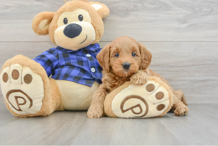 Mini Goldendoodle Puppy for Adoption