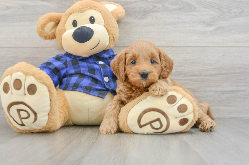 7 week old Mini Goldendoodle Puppy For Sale - Pilesgrove Pups