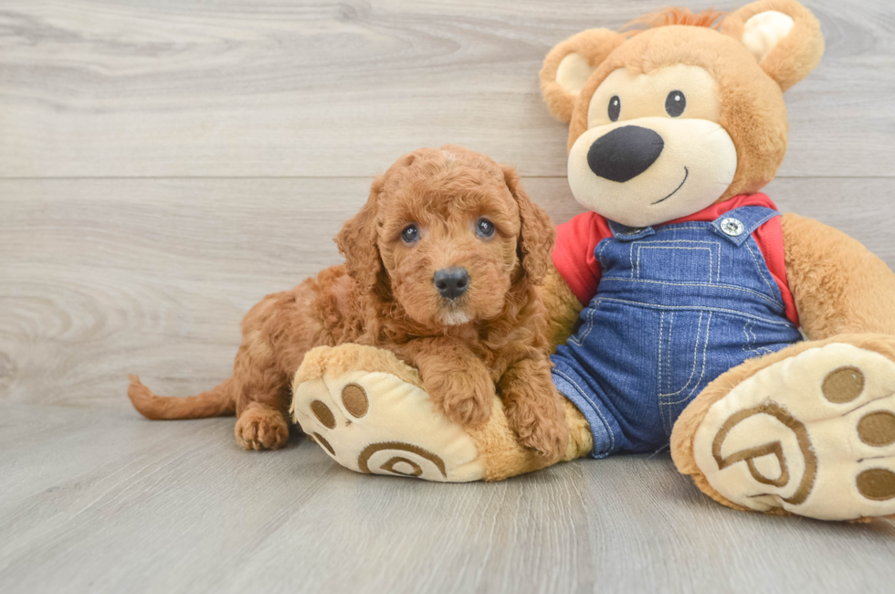 6 week old Mini Goldendoodle Puppy For Sale - Pilesgrove Pups