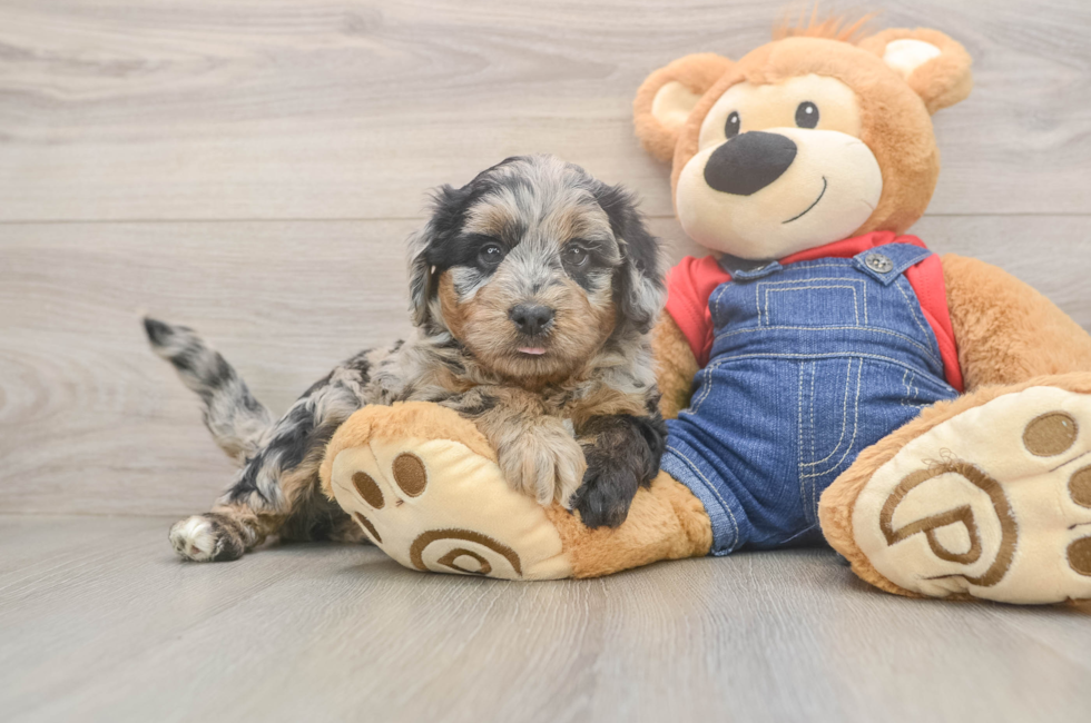5 week old Mini Goldendoodle Puppy For Sale - Pilesgrove Pups