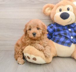 7 week old Mini Goldendoodle Puppy For Sale - Pilesgrove Pups