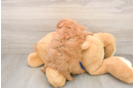 Mini Goldendoodle Puppy for Adoption