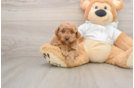 Small Mini Goldendoodle Baby