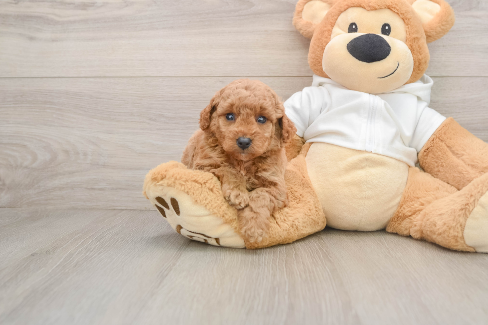 Small Mini Goldendoodle Baby