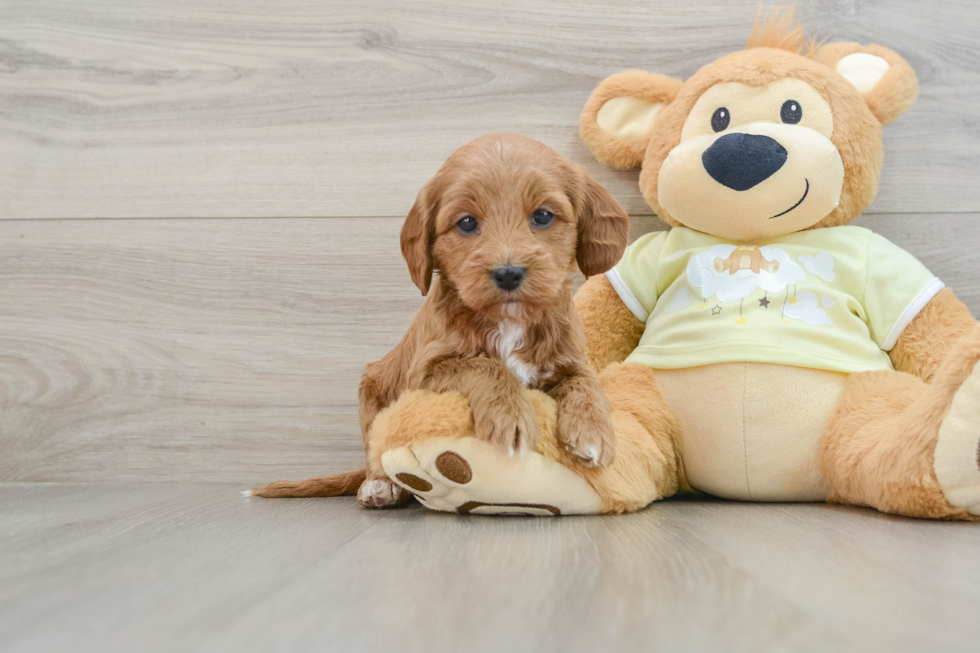 Mini Goldendoodle Puppy for Adoption