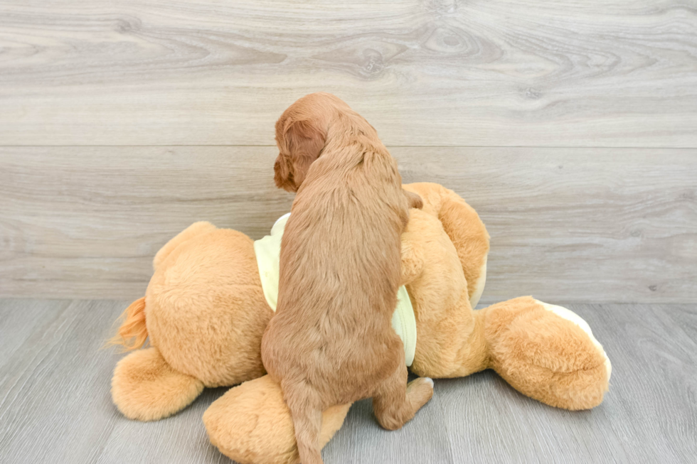 Adorable Golden Retriever Poodle Mix Poodle Mix Puppy