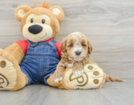 8 week old Mini Goldendoodle Puppy For Sale - Pilesgrove Pups