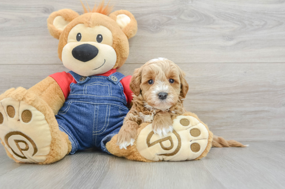 7 week old Mini Goldendoodle Puppy For Sale - Pilesgrove Pups